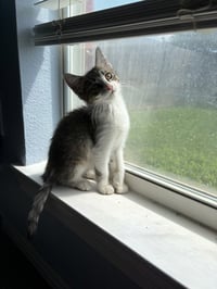 Junie Bug Turco - Photo 4