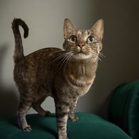 Roxie Cain - Photo 1