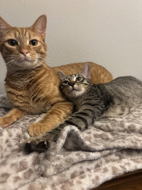 MINNIE - Domestic Short Hair / Domestic Short Hair available for adoption