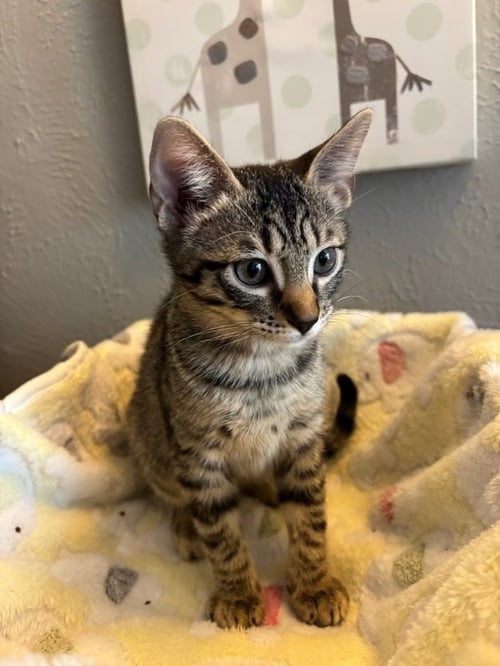 MINNIE - Domestic Short Hair / Domestic Short Hair available for adoption