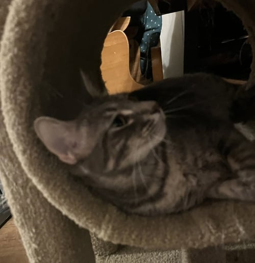 ZARA - Domestic Short Hair / Domestic Short Hair available for adoption