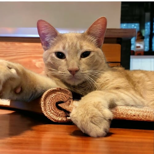 LOGAN - Domestic Short Hair / Domestic Short Hair available for adoption