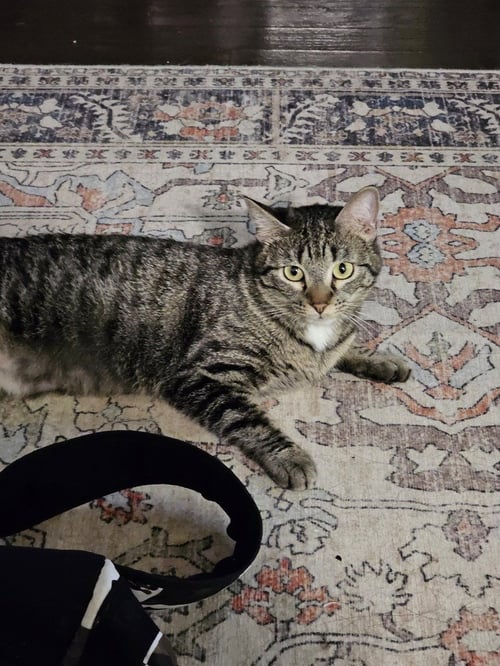 PANDORA SUITS - Domestic Short Hair / Domestic Short Hair available for adoption