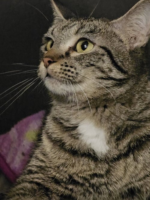 PANDORA SUITS - Domestic Short Hair / Domestic Short Hair available for adoption