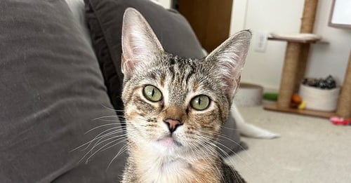 SHORTBREAD - Domestic Short Hair / Domestic Short Hair available for adoption