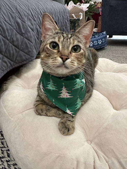 SHORTBREAD - Domestic Short Hair / Domestic Short Hair available for adoption