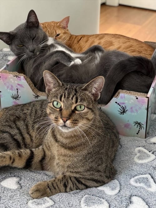 SKY - Domestic Short Hair / Domestic Short Hair available for adoption