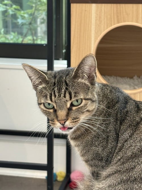 SKY - Domestic Short Hair / Domestic Short Hair available for adoption