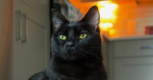 QUARTER - Domestic Short Hair / Domestic Short Hair available for adoption