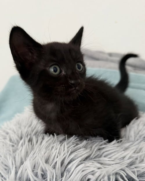 RILEY - Domestic Short Hair / Domestic Short Hair available for adoption