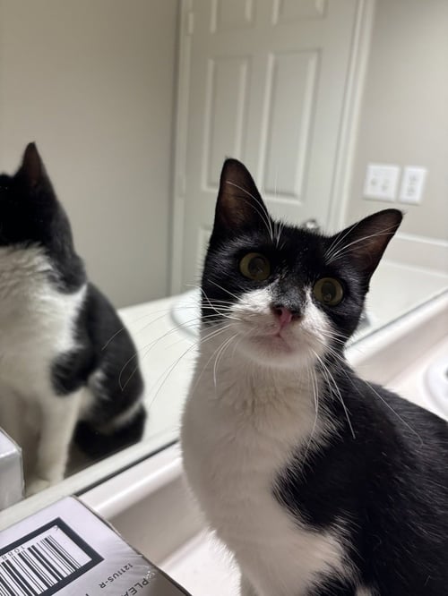 COOKIE DEVILLE - Domestic Short Hair / Domestic Short Hair available for adoption