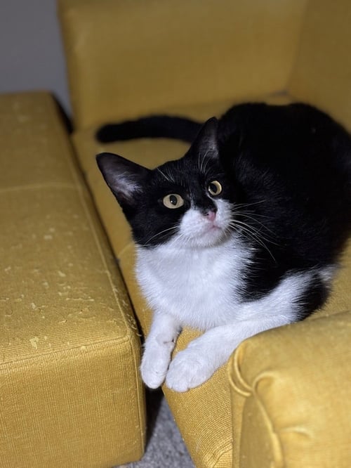 COOKIE DEVILLE - Domestic Short Hair / Domestic Short Hair available for adoption