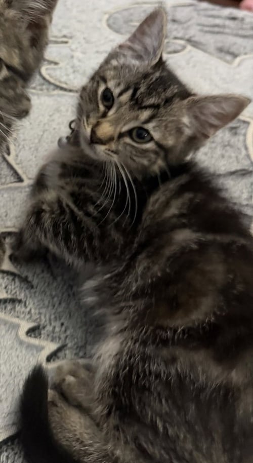 LOUISE - Domestic Short Hair / Domestic Short Hair available for adoption