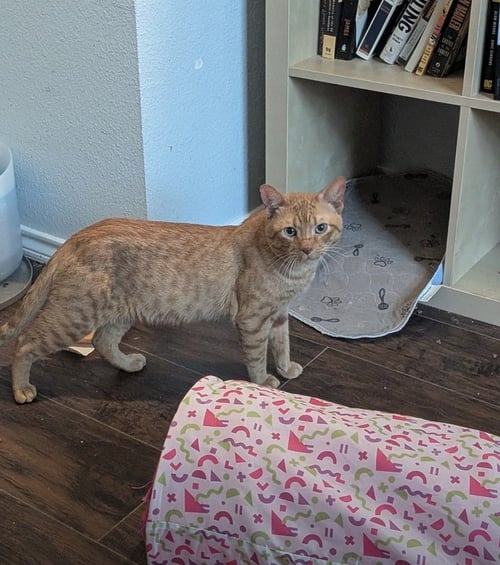 DUKE - Domestic Short Hair / Domestic Short Hair available for adoption