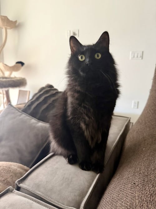 OWEN GRADY - Domestic Long Hair / Domestic Long Hair available for adoption