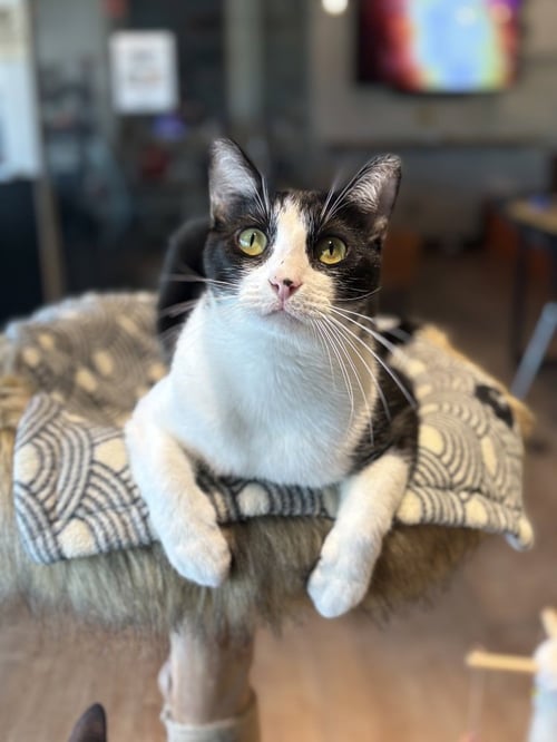 TOM (MG1) - Domestic Short Hair / Domestic Short Hair available for adoption