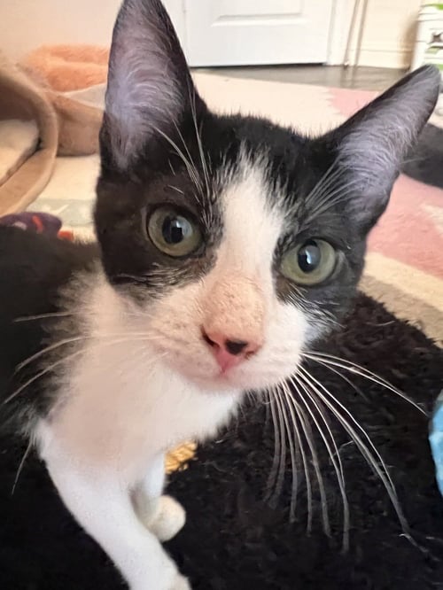 TOM (MG1) - Domestic Short Hair / Domestic Short Hair available for adoption