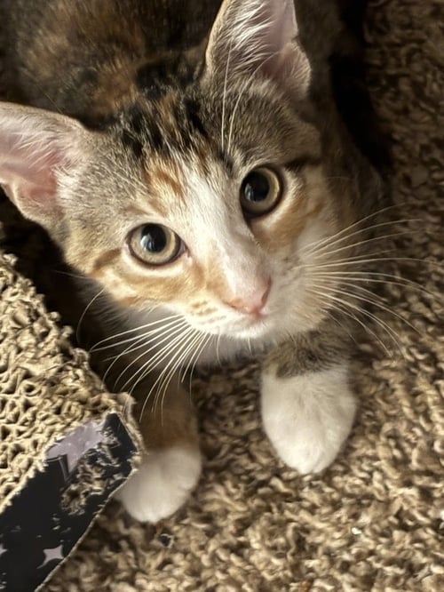 LADY ELAINE - Domestic Short Hair / Calico available for adoption