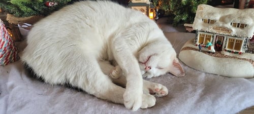 MOIRA - Calico / Domestic Short Hair available for adoption