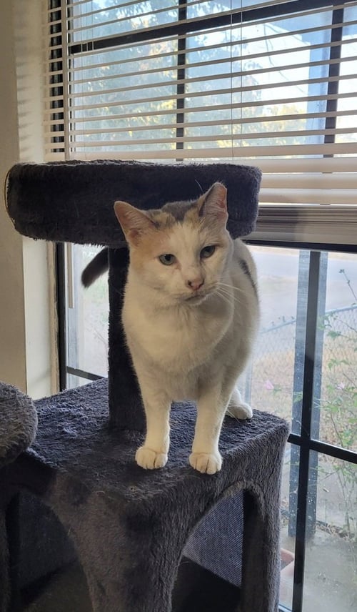 MOIRA - Calico / Domestic Short Hair for adoption in Mesquite