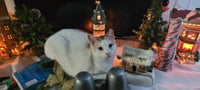 Moira - Photo 4