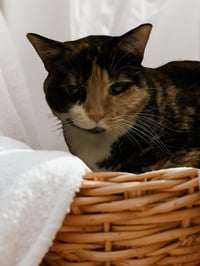 Patches - Photo 2