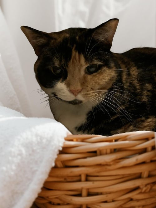 PATCHES - Calico / Domestic Short Hair available for adoption