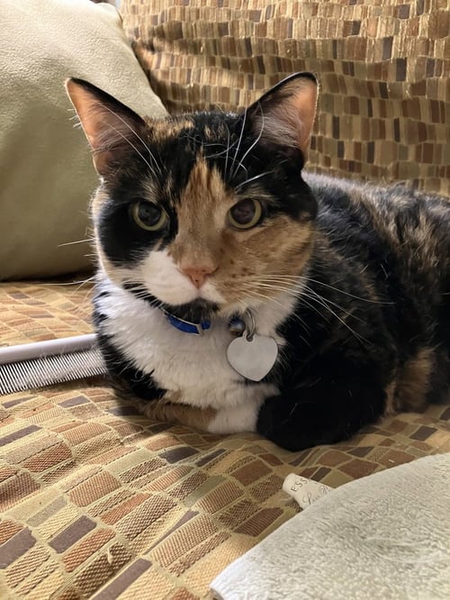 PATCHES - Calico / Domestic Short Hair available for adoption