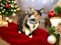Patches - Photo 4