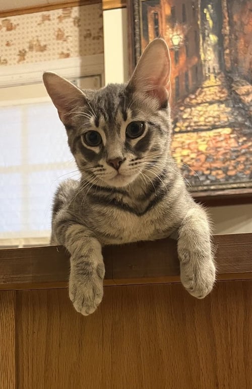 POCO - Domestic Short Hair / Domestic Short Hair available for adoption