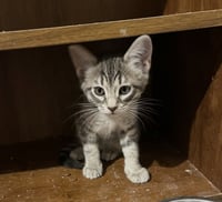 Paco - Photo 4