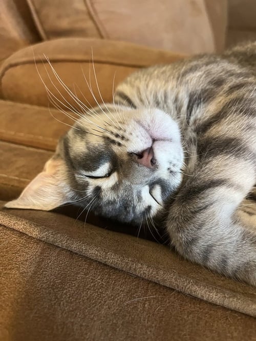 POCO - Domestic Short Hair / Domestic Short Hair available for adoption