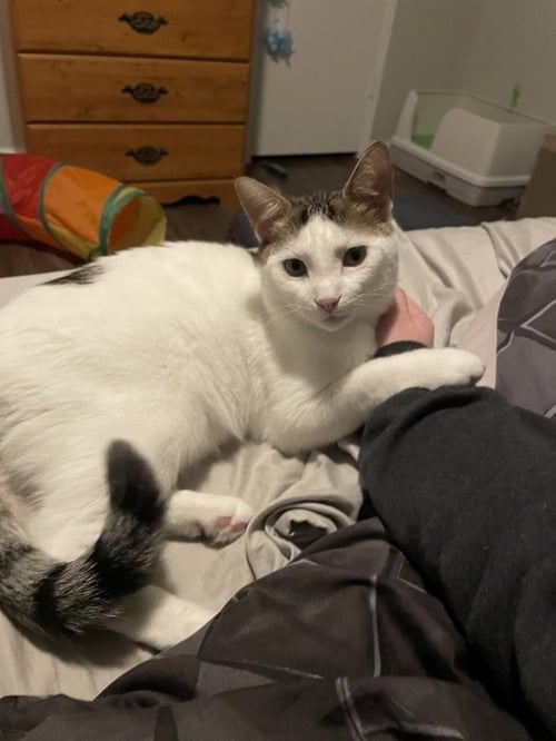 RANGER M - Domestic Short Hair / Domestic Short Hair available for adoption
