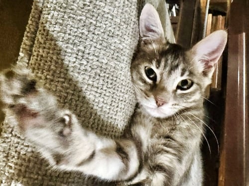 LEELA MAY - Domestic Short Hair / Domestic Short Hair available for adoption