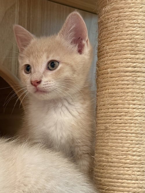 HOLLANDAISE - Domestic Short Hair / Domestic Short Hair available for adoption