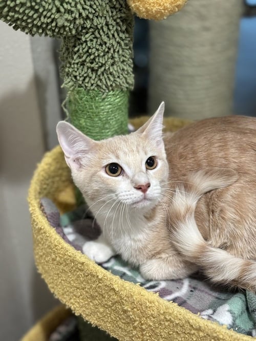HOLLANDAISE - Domestic Short Hair / Domestic Short Hair available for adoption