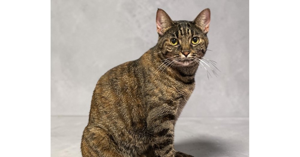 Girly Pop Image