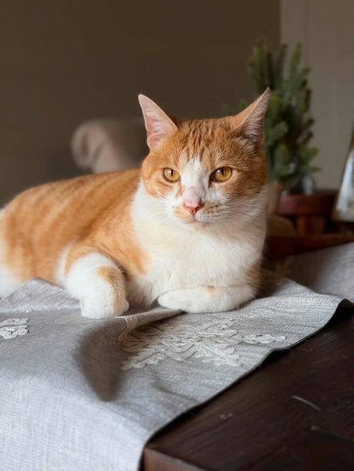 OWEN - Domestic Short Hair / Domestic Short Hair available for adoption