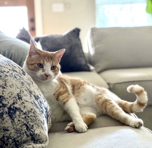 OWEN - Domestic Short Hair / Domestic Short Hair available for adoption