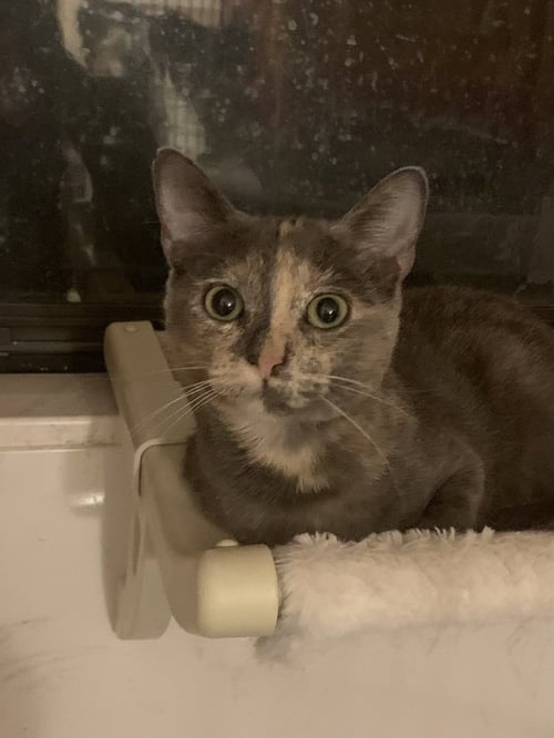 GRETEL - Domestic Short Hair / Calico available for adoption