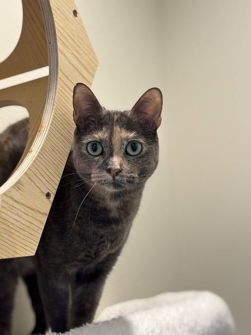 GRETEL - Calico / Domestic Short Hair available for adoption