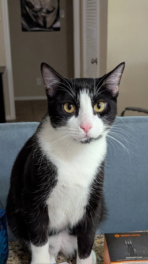 HERMES - Domestic Short Hair / Domestic Short Hair available for adoption