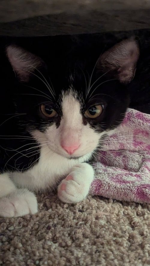 HERMES - Domestic Short Hair / Domestic Short Hair available for adoption