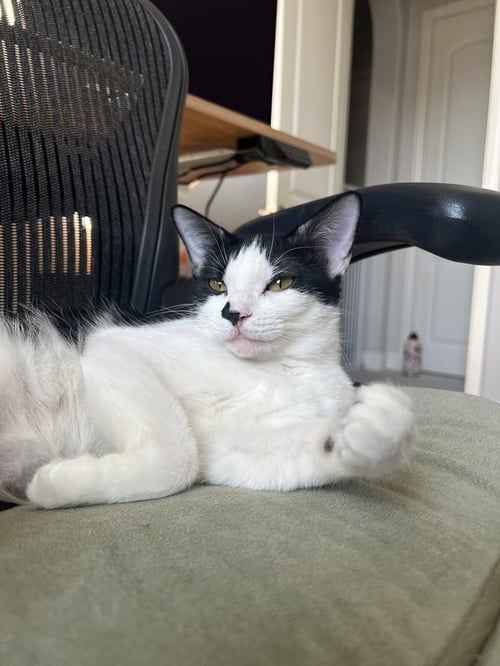 BETTY - Domestic Short Hair / Domestic Short Hair available for adoption