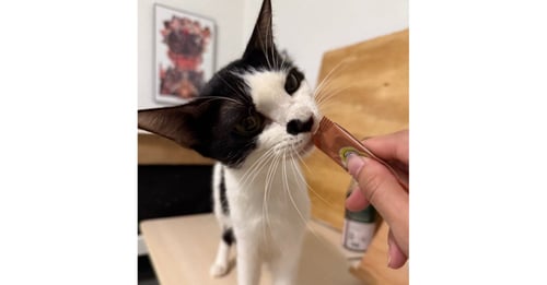 BETTY - Domestic Short Hair / Domestic Short Hair available for adoption