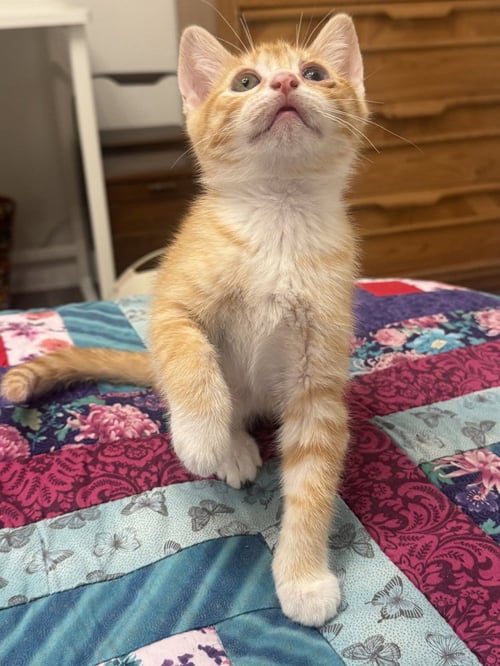 HUNTER - Domestic Short Hair / Domestic Short Hair available for adoption