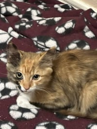 Cleocatra - Photo 1