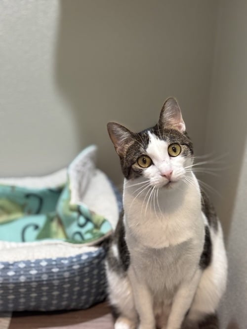MEEPERS - Domestic Short Hair / Domestic Short Hair available for adoption