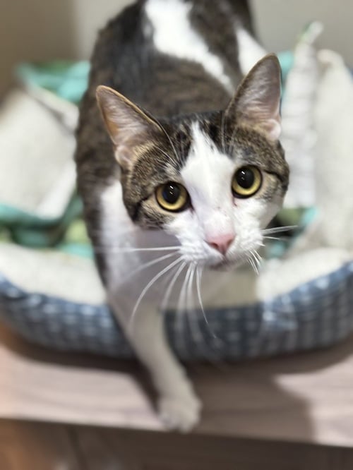 MEEPERS - Domestic Short Hair / Domestic Short Hair available for adoption