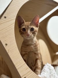 John John - Photo 2